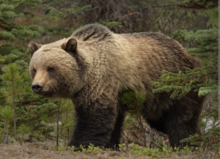 Grizzly Bear Encounters in Montana: A Case of Self-Defense and Wildlife Management